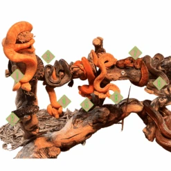 C.B. Baby Colored Amazon Tree Boa