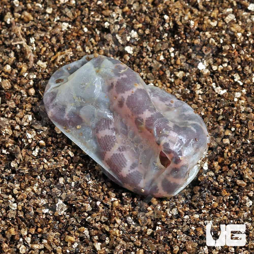 C.B. Baby Saharan Sand Boa - Image 4