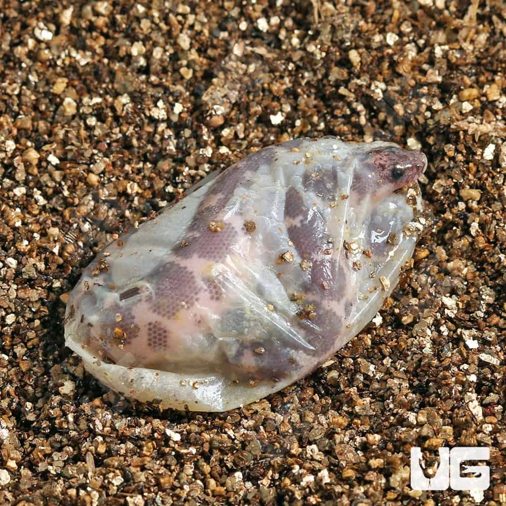 C.B. Baby Saharan Sand Boa - Image 3