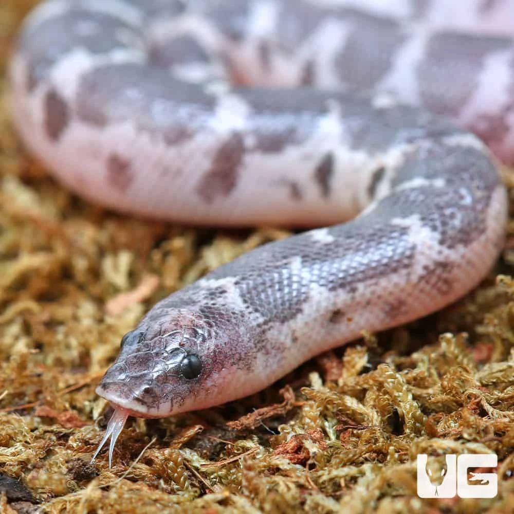 C.B. Baby Saharan Sand Boa - Image 2