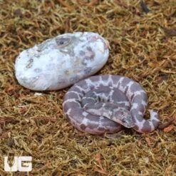 C.B. Baby Saharan Sand Boa