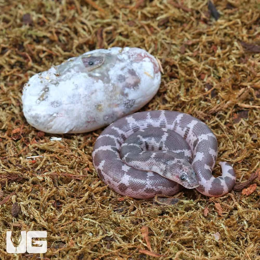 C.B. Baby Saharan Sand Boa