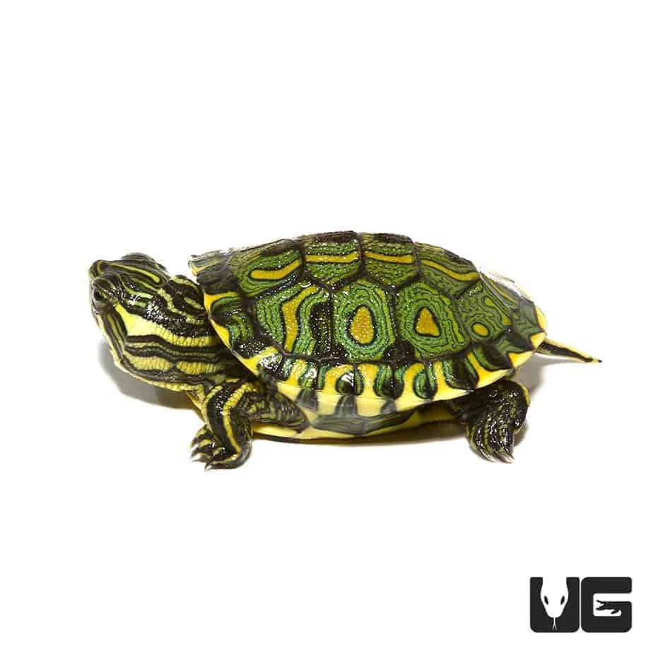Baby Brazilian D’Orbigny’s Slider Turtle - Image 2