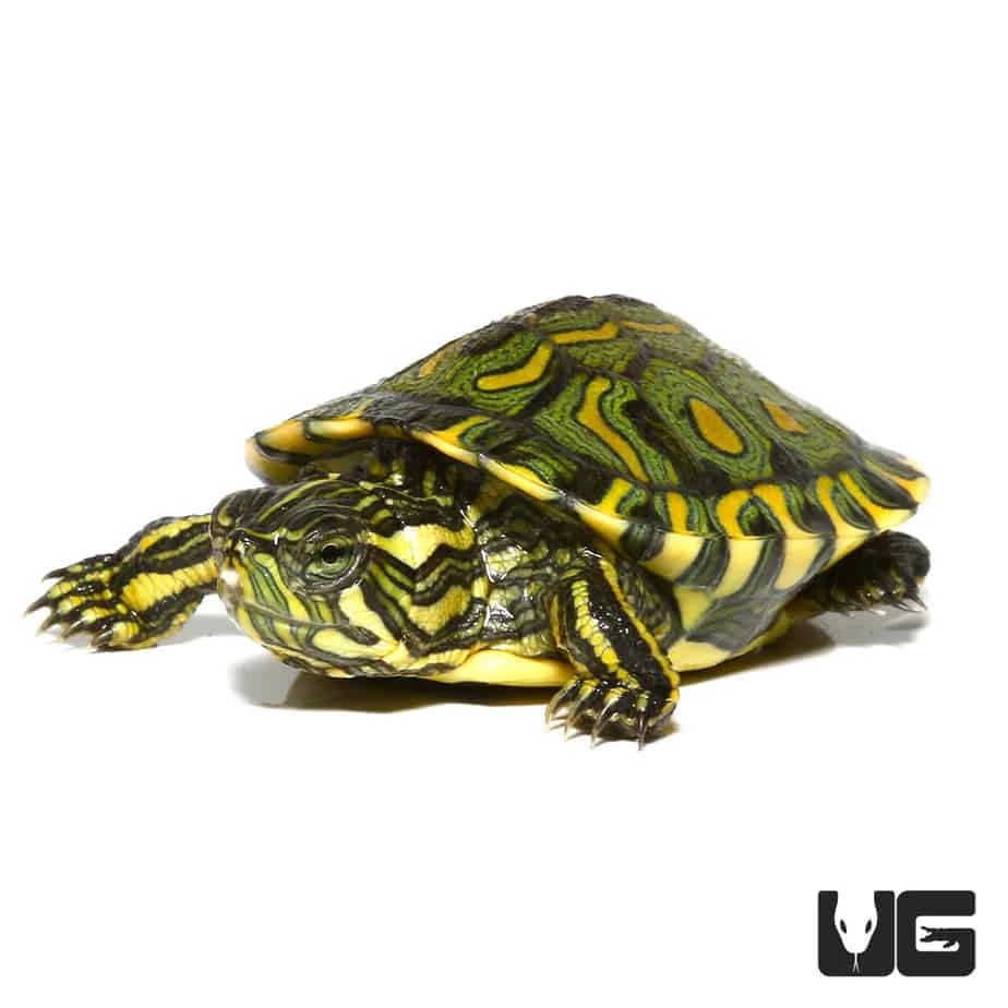 Baby Brazilian D’Orbigny’s Slider Turtle