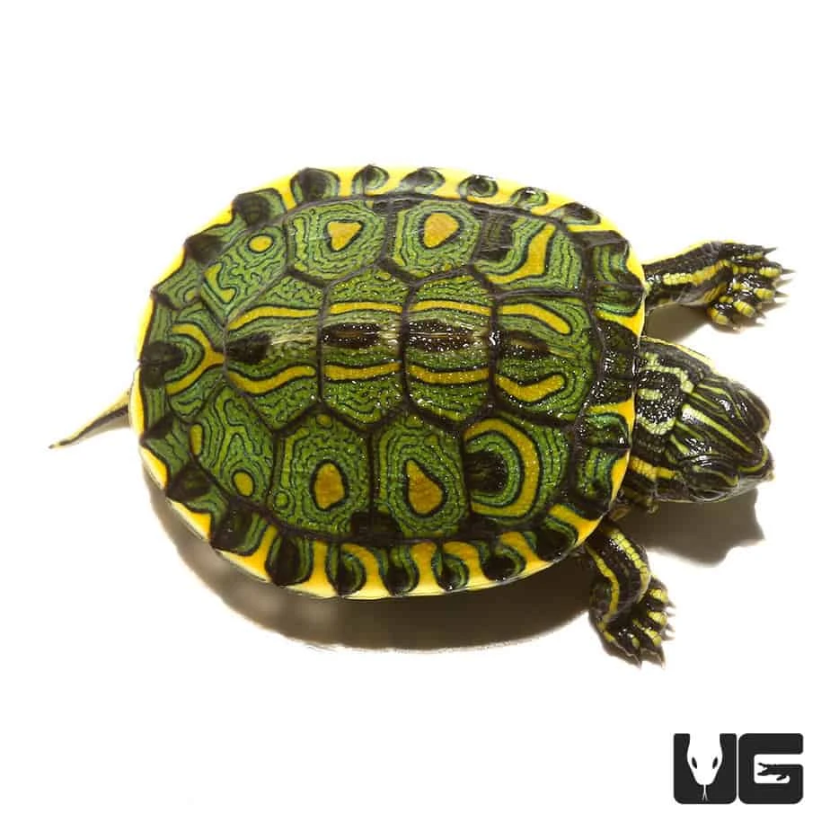 Baby Brazilian D’Orbigny’s Slider Turtle - Image 3
