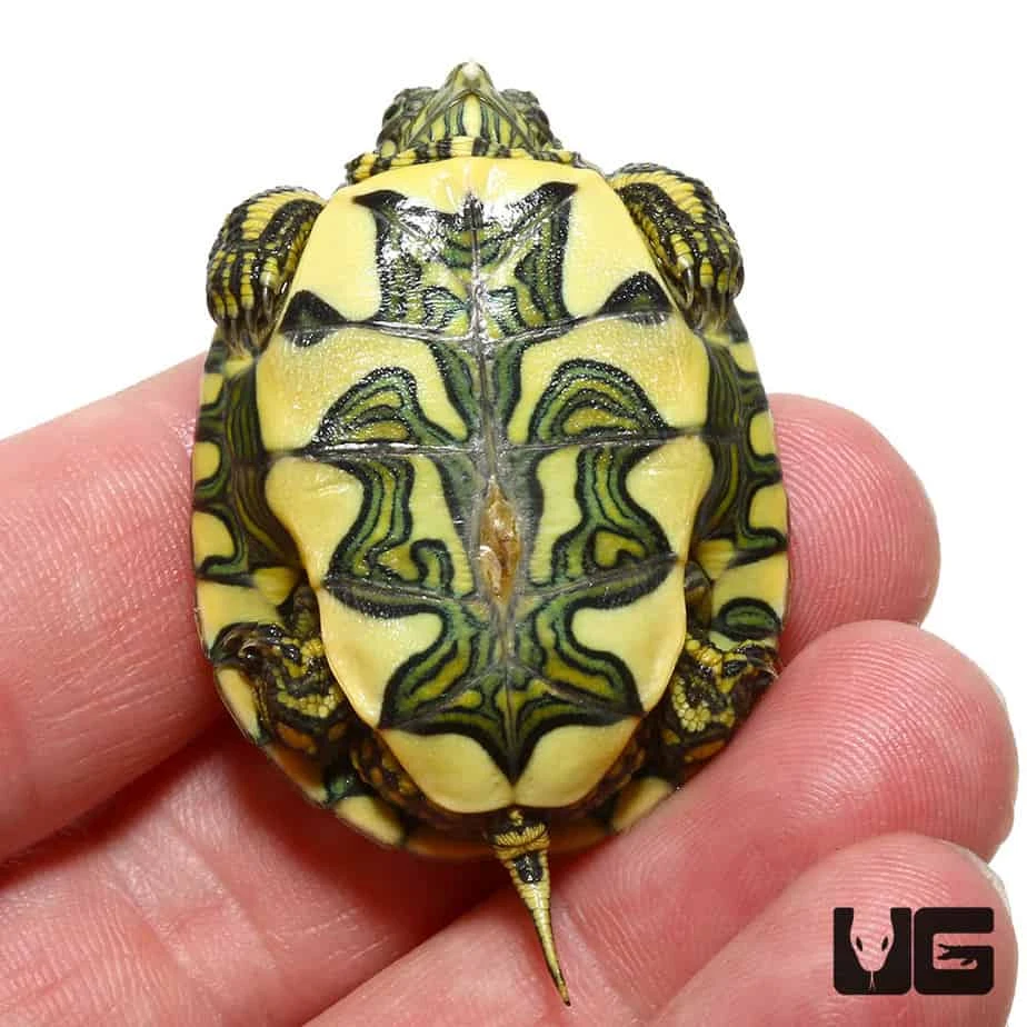 Baby Brazilian D’Orbigny’s Slider Turtle - Image 4