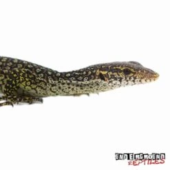 Baby Blue Spotted Timor Monitor