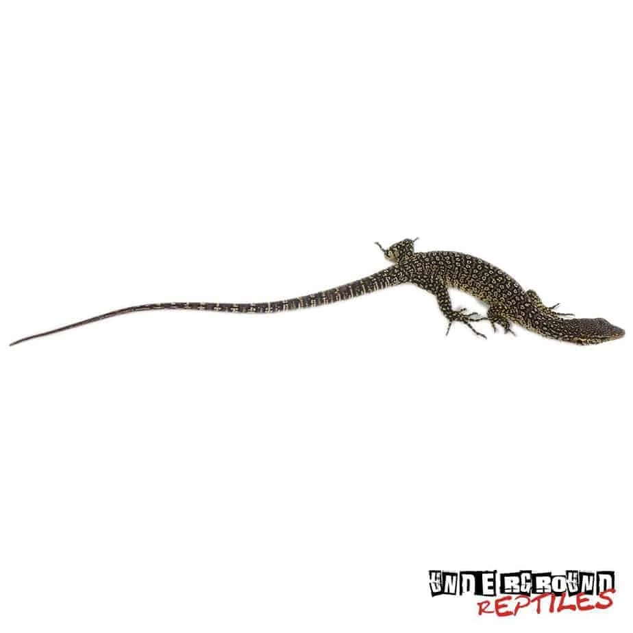 Baby Blue Spotted Timor Monitor - Image 2