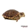 Baby Desert Ornate Box Turtle