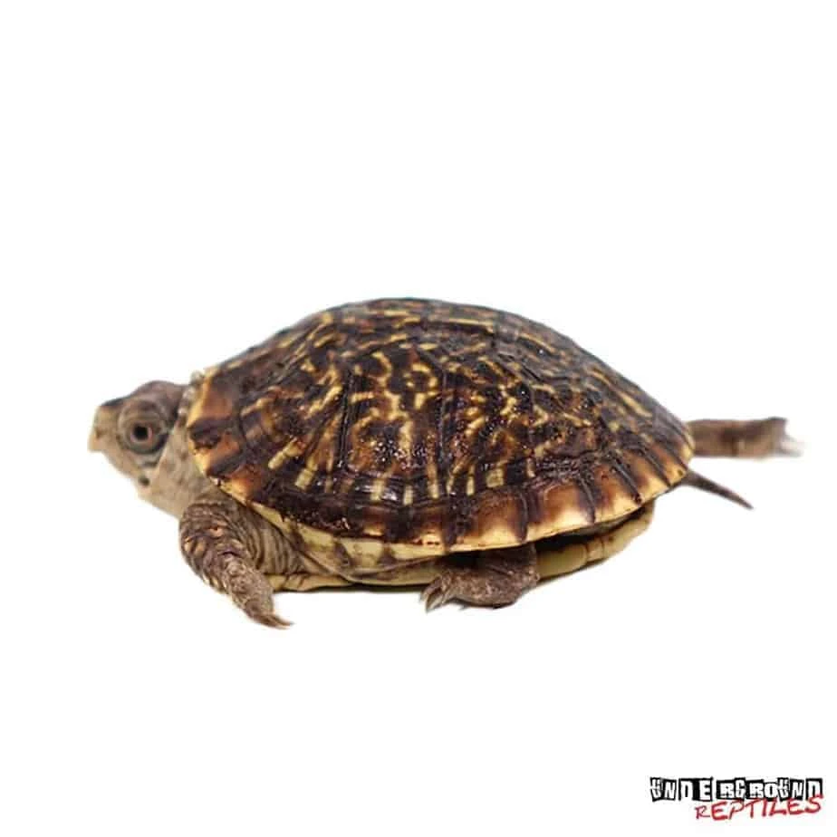 Baby Desert Ornate Box Turtle - Image 2