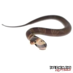 Baby Monocled Cobra Double Het Albino Suphan