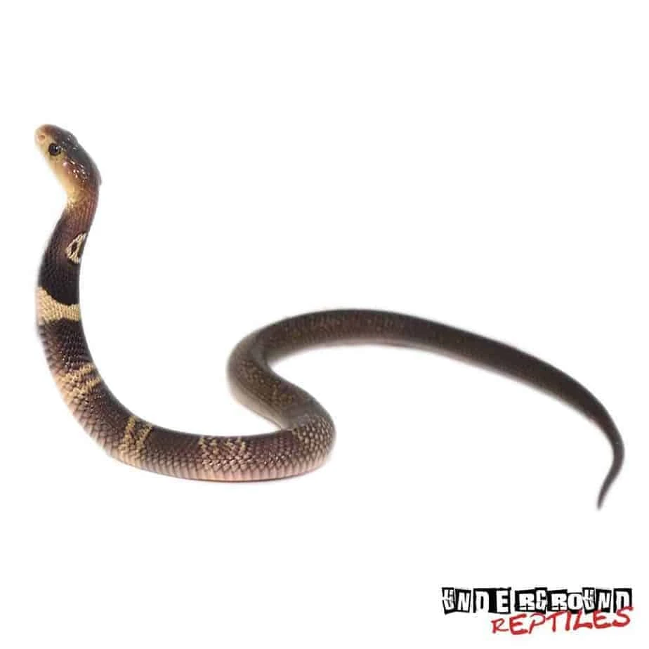 Baby Monocled Cobra Double Het Albino Suphan - Image 3