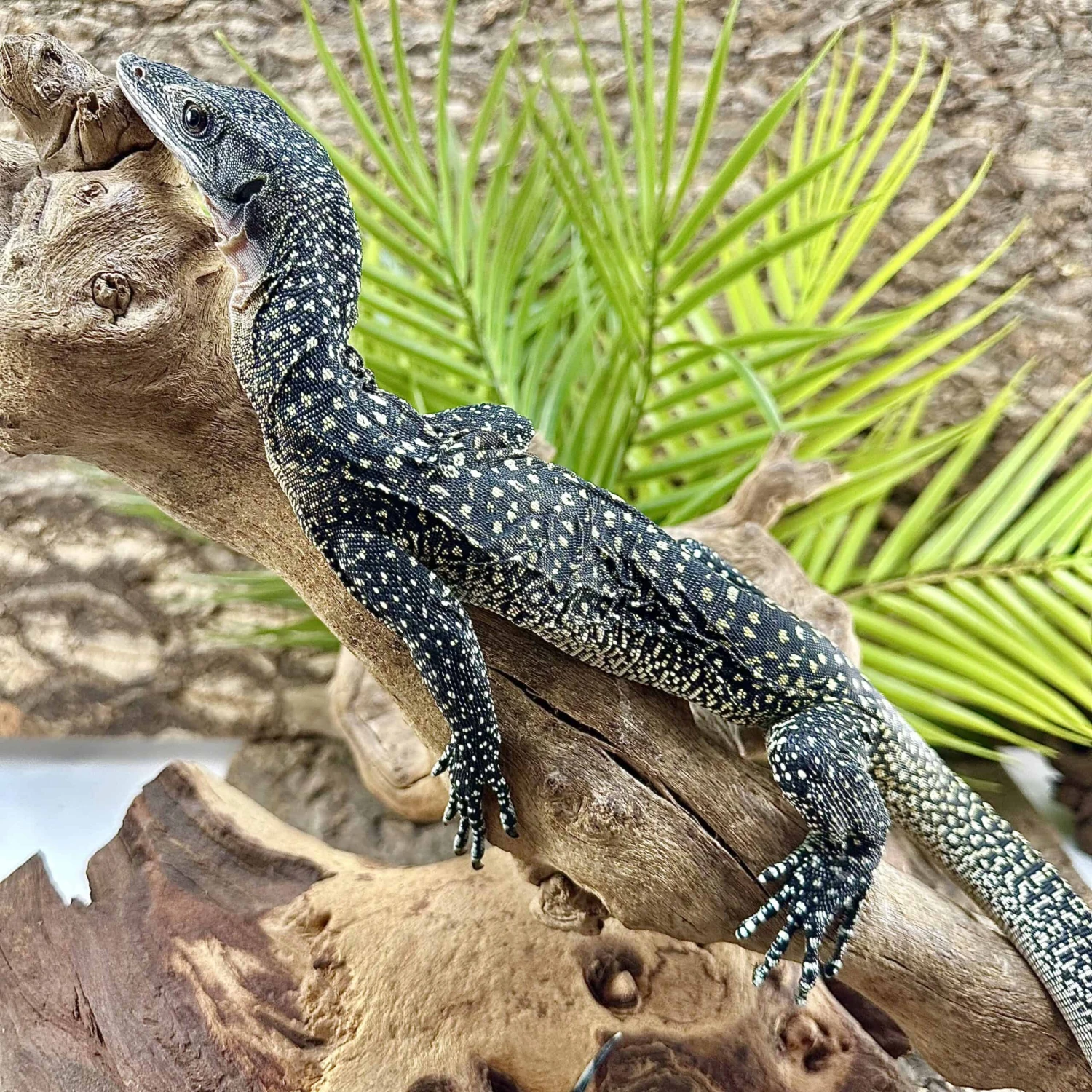 Batanta Island Peach Throat Monitor - Image 2