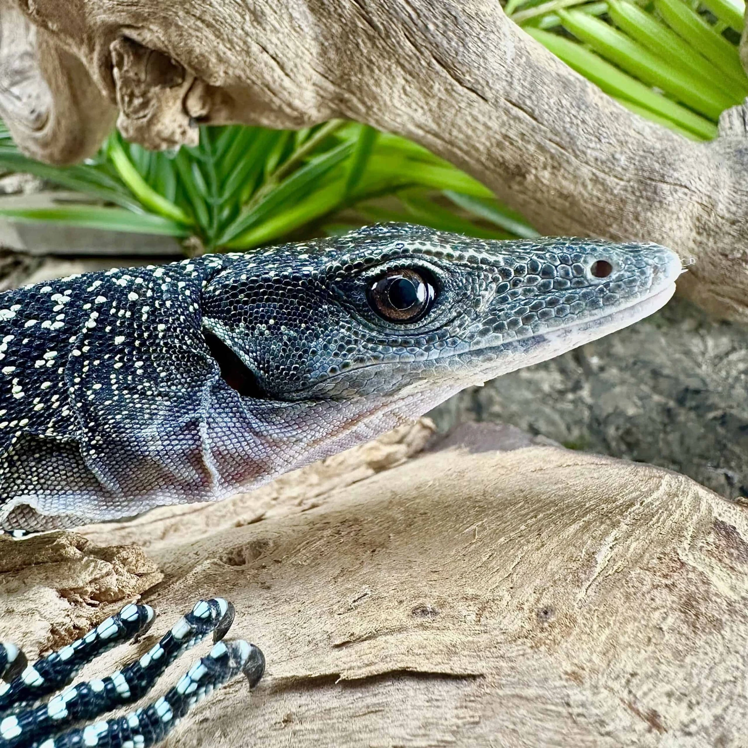 Batanta Island Peach Throat Monitor - Image 3