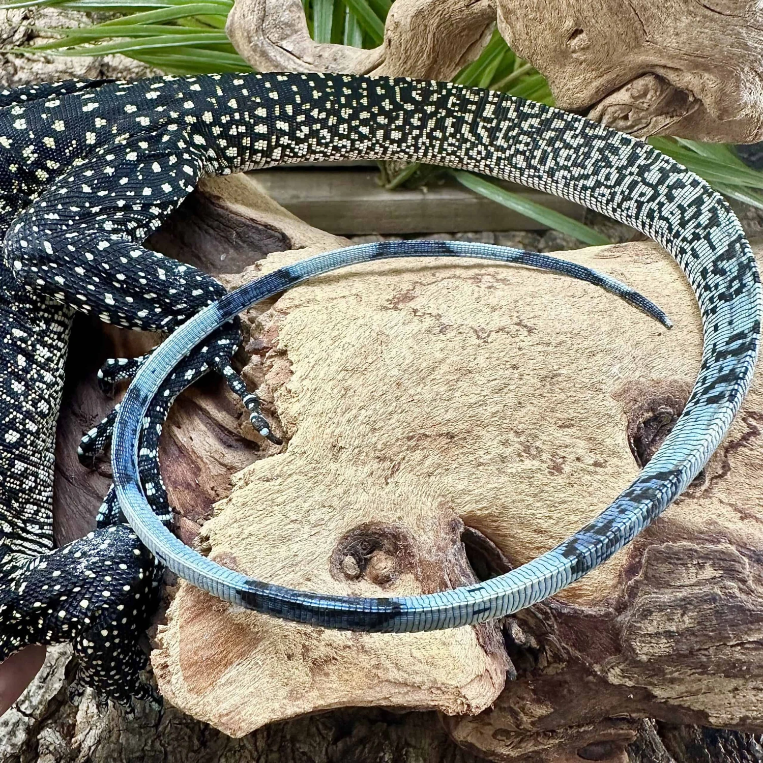 Batanta Island Peach Throat Monitor - Image 4