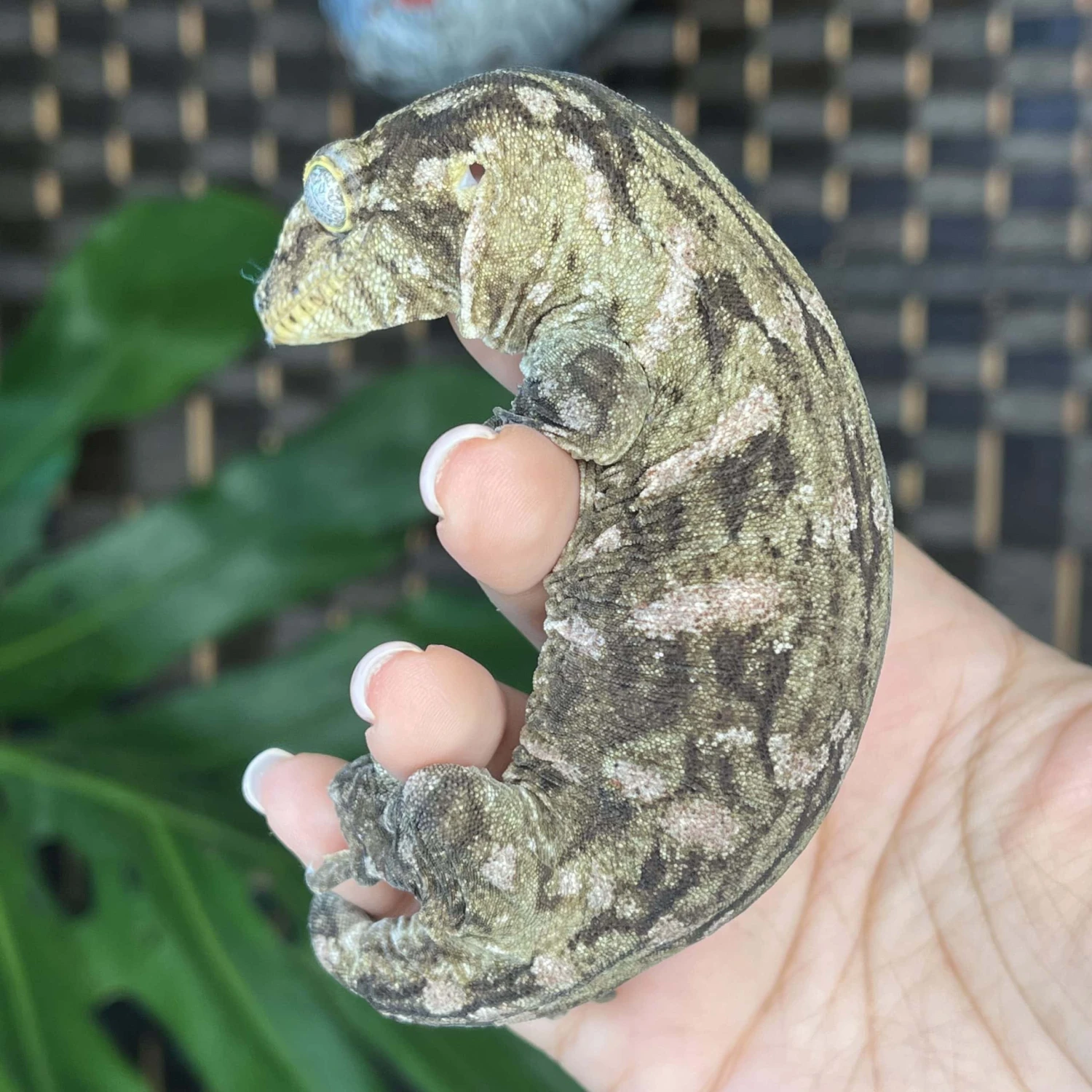 “Candy” Sub – Adult Female GTX Leachianus Gecko