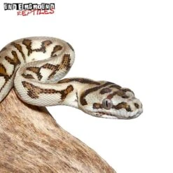 Baby Jaguar Caramel Carpet Python