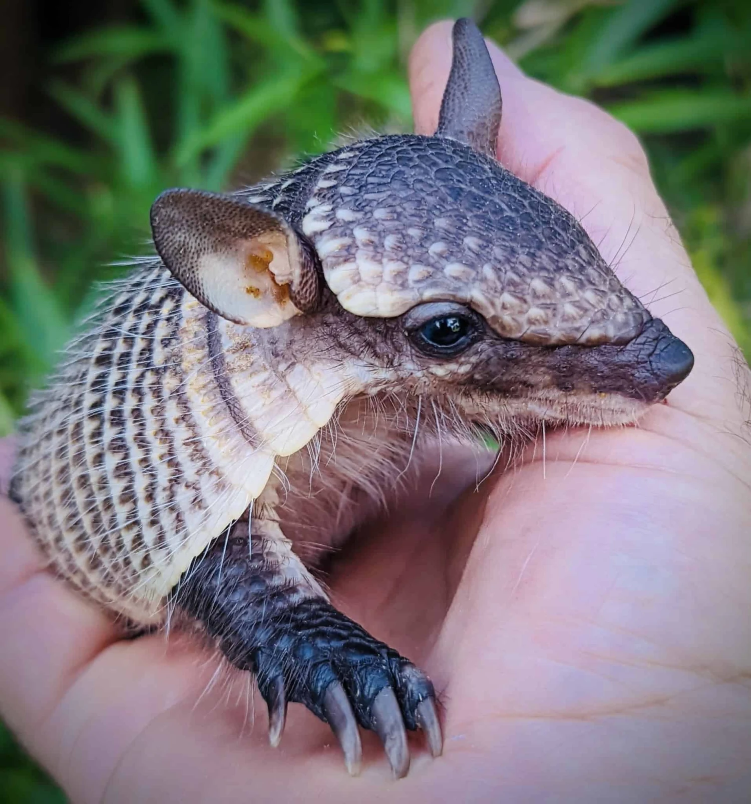 Baby Screaming Hairy Armadillo