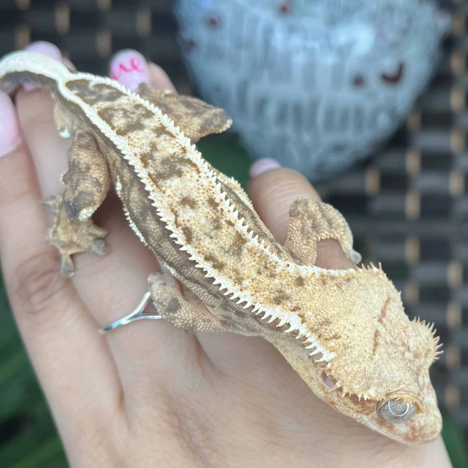 “Cupid” Adult Pinstripe Crested Gecko