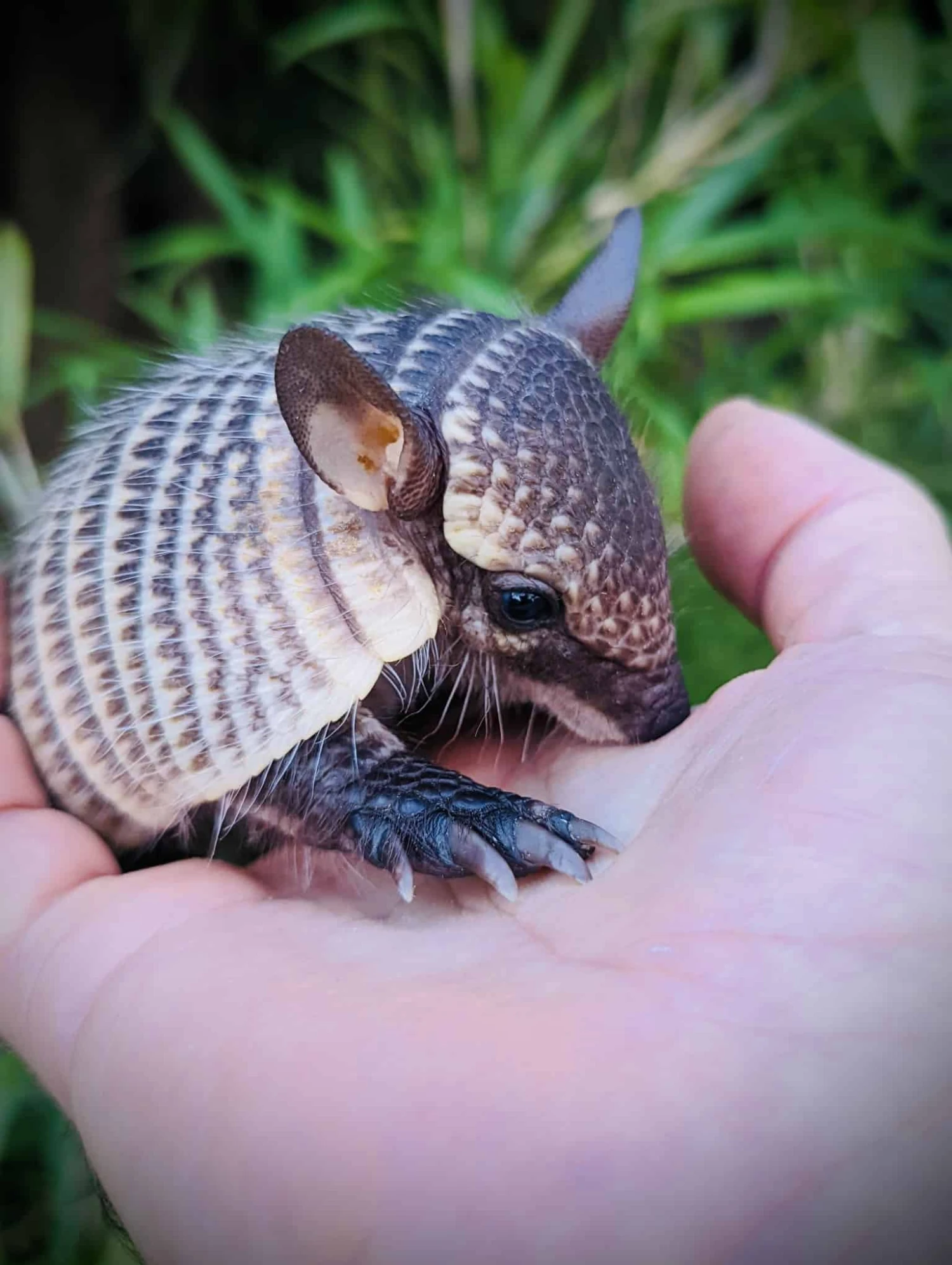 Baby Screaming Hairy Armadillo - Image 2