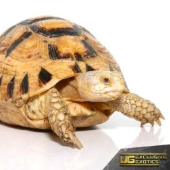 T+ Albino Greek Tortoise