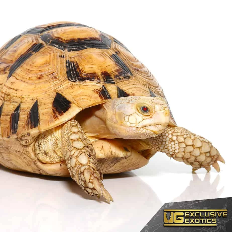 T+ Albino Greek Tortoise