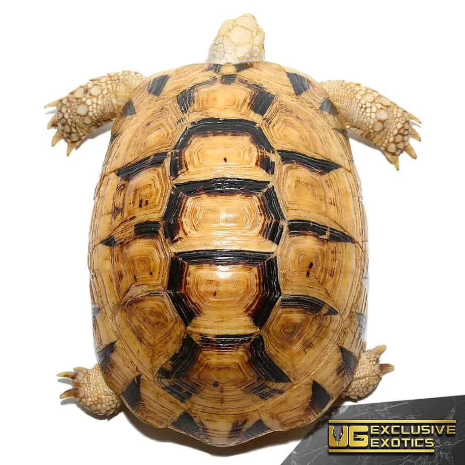 T+ Albino Greek Tortoise - Image 2