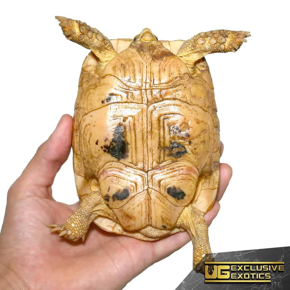 T+ Albino Greek Tortoise - Image 3