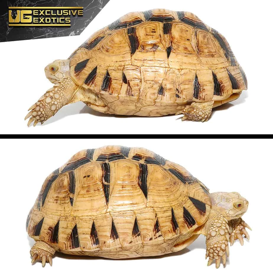 T+ Albino Greek Tortoise - Image 4