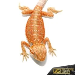 Baby Hypo Flame Bearded Dragon #2