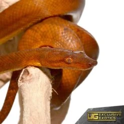 Solomon Island Tree Boa #2 (Female)