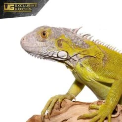 Yearling Hypo Iguana #4