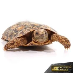 Adult Pancake Tortoise