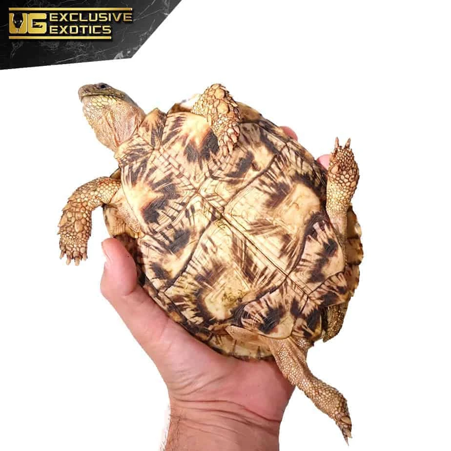 Adult Pancake Tortoise - Image 2