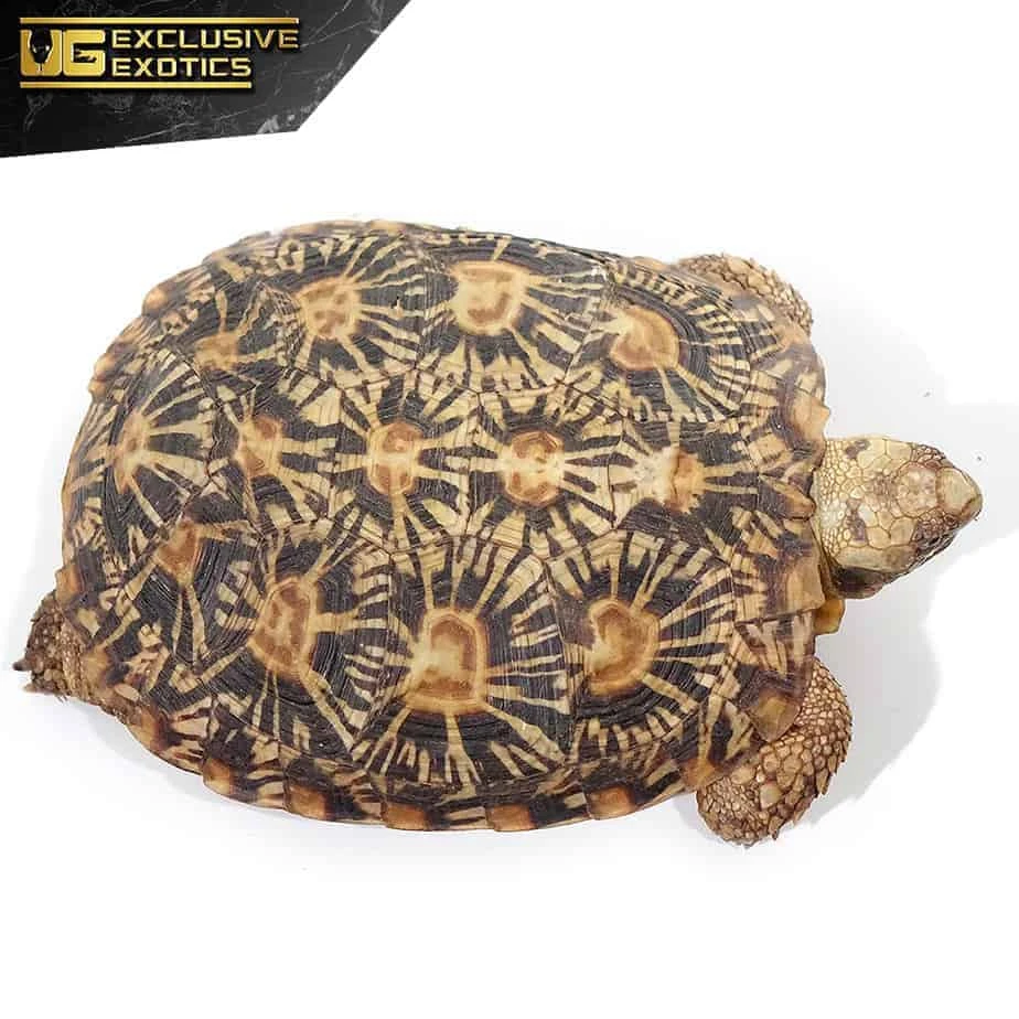 Adult Pancake Tortoise - Image 3