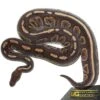 Adult Female Cinnamon Ball Python