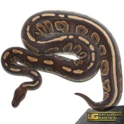 Adult Female Cinnamon Ball Python
