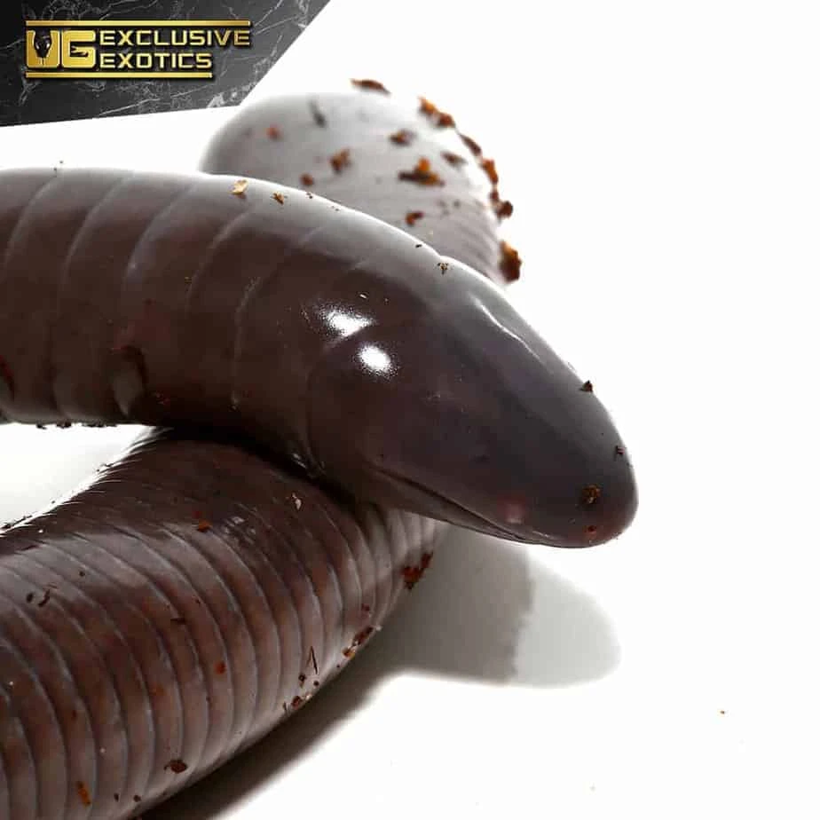 Baby Giant Mexican Caecilian - Image 4
