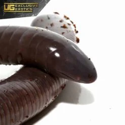 Giant Mexican Caecilian