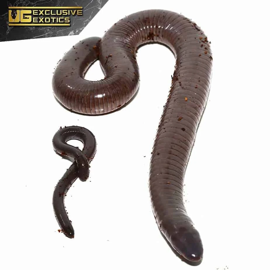Baby Giant Mexican Caecilian - Image 2