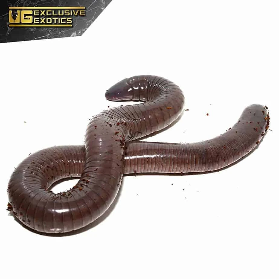 Baby Giant Mexican Caecilian - Image 3