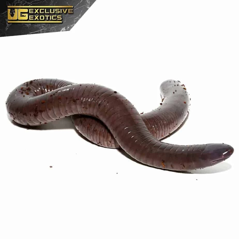 Baby Giant Mexican Caecilian