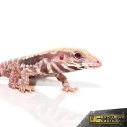 Baby Albino Lemon Ice Tegu