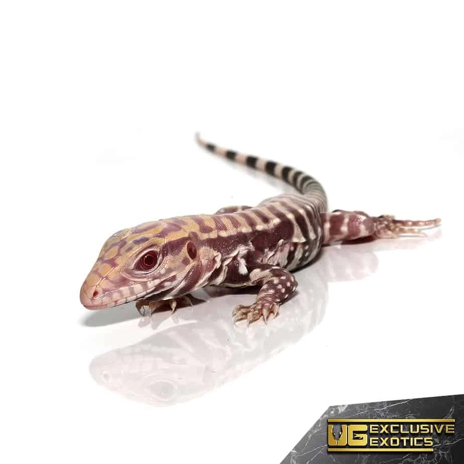 Baby Albino Purple Ice Tegu
