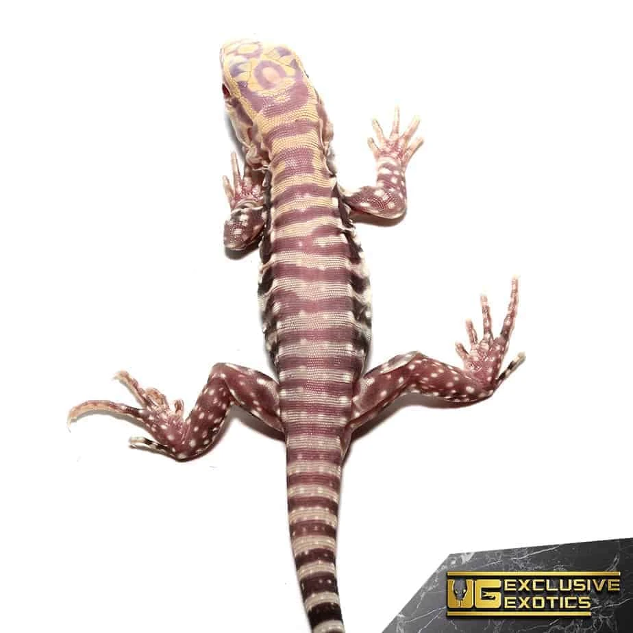 Baby Albino Purple Ice Tegu - Image 2