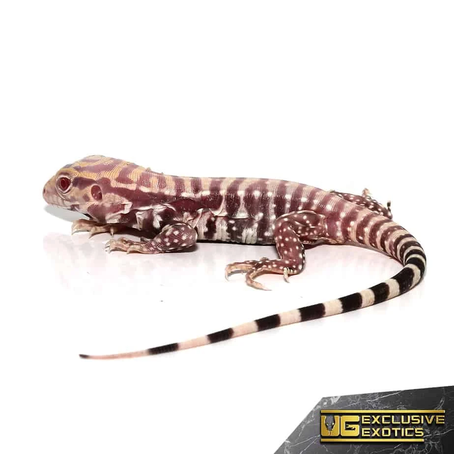 Baby Albino Purple Ice Tegu - Image 3