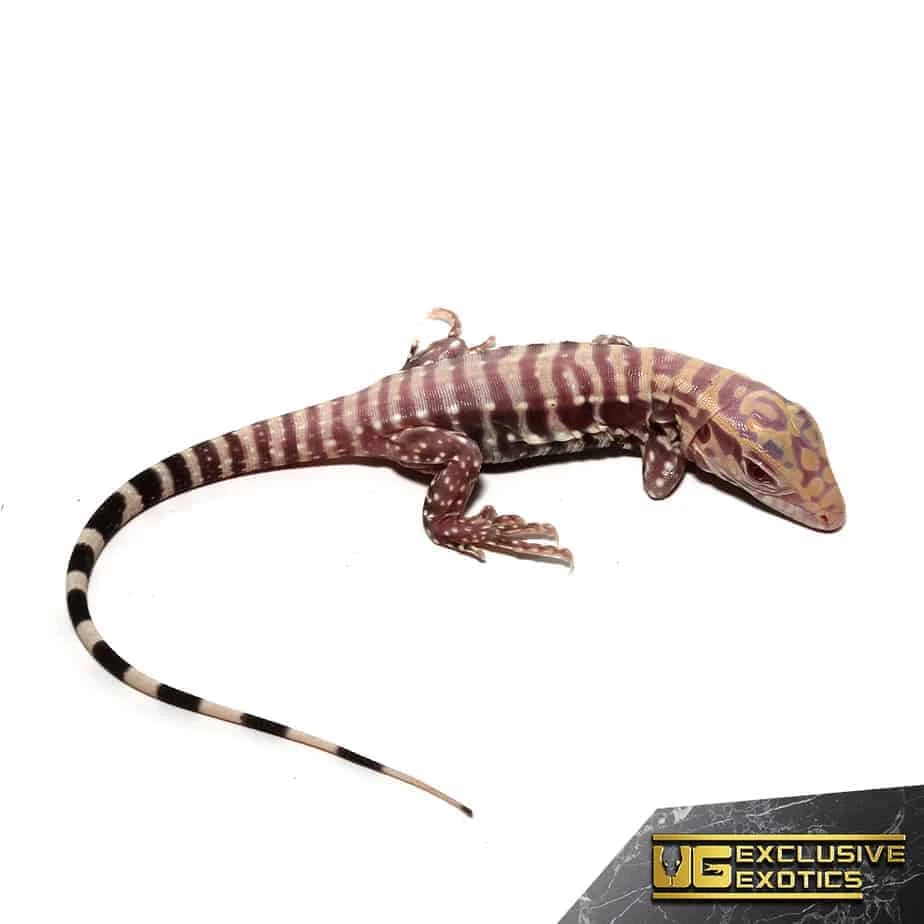 Baby Albino Purple Ice Tegu - Image 4