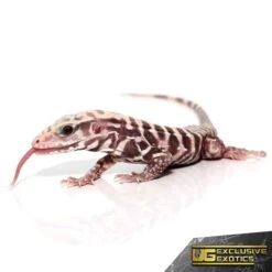 Baby Albino Tiger Ice Tegu