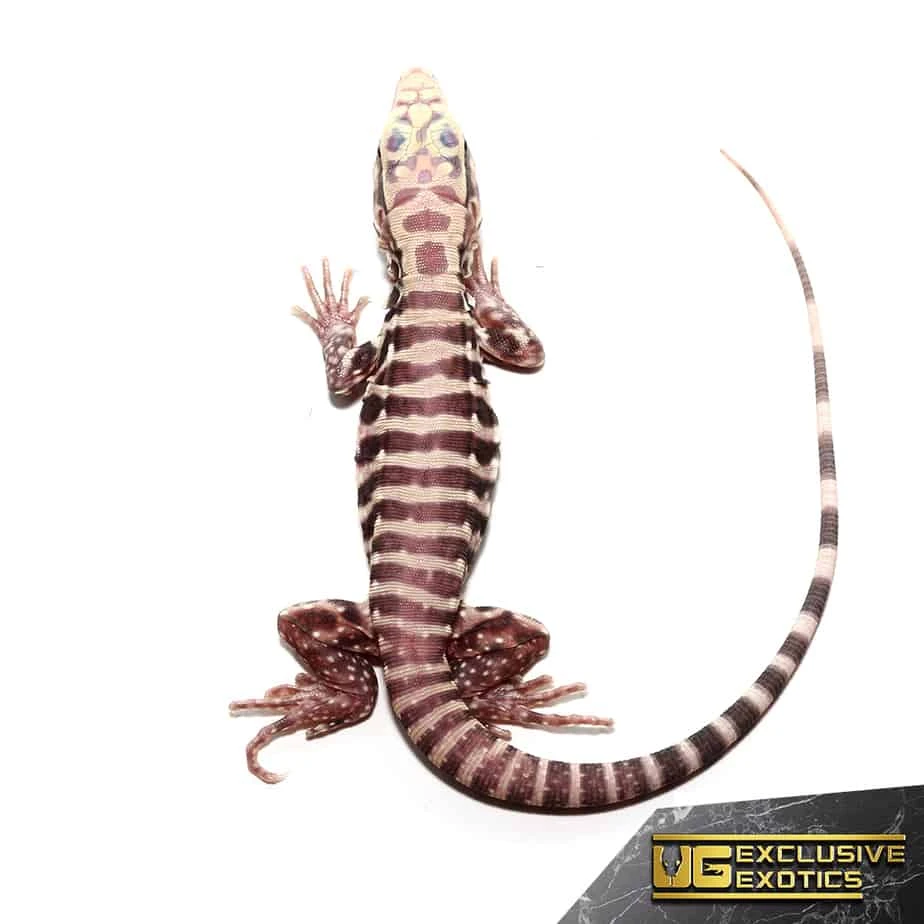 Baby Albino Tiger Ice Tegu - Image 2