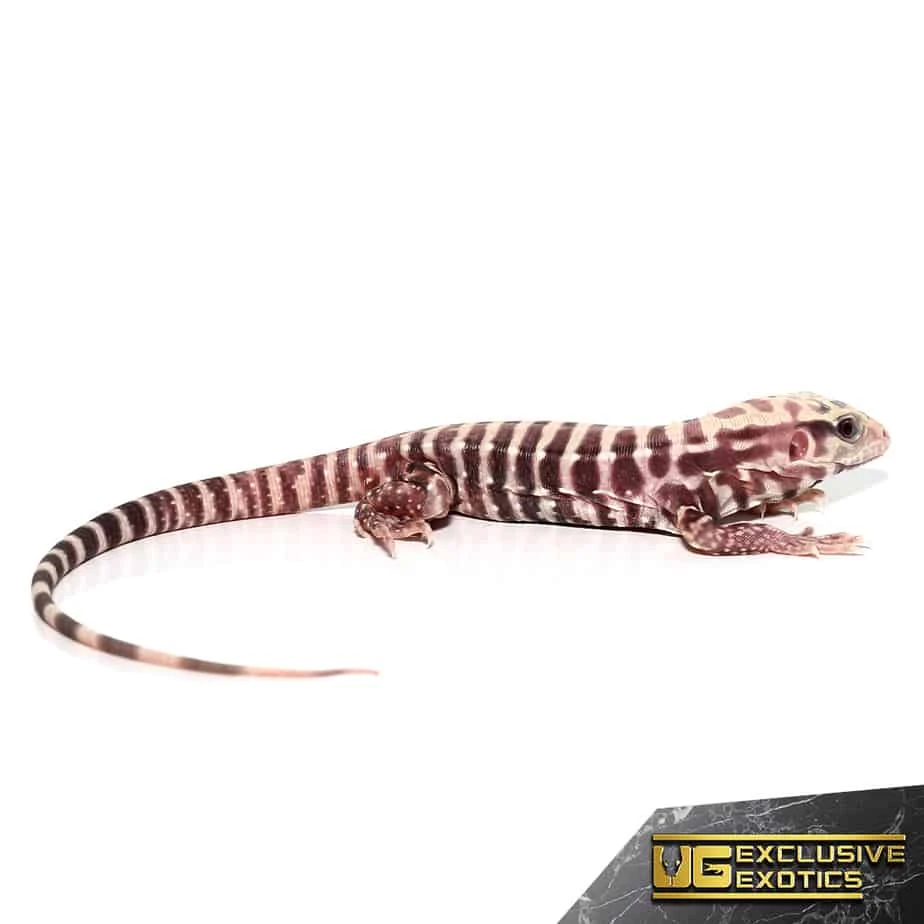Baby Albino Tiger Ice Tegu - Image 3